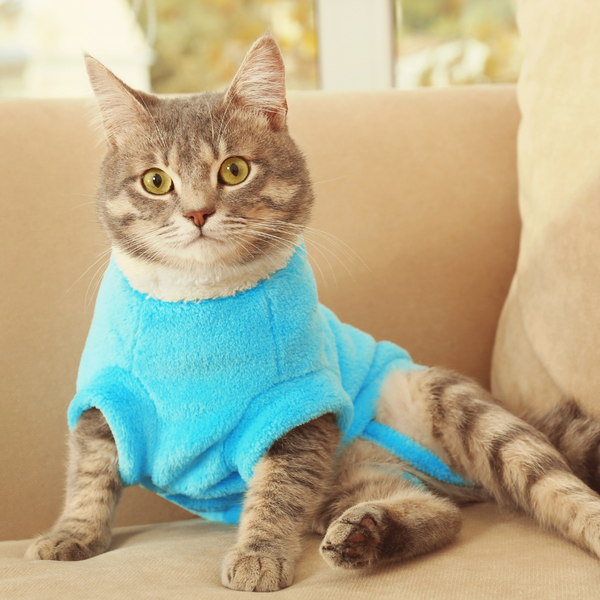 Pet Clothes