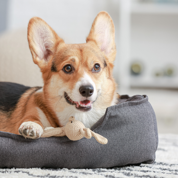 Pet Bedding & Home Decor